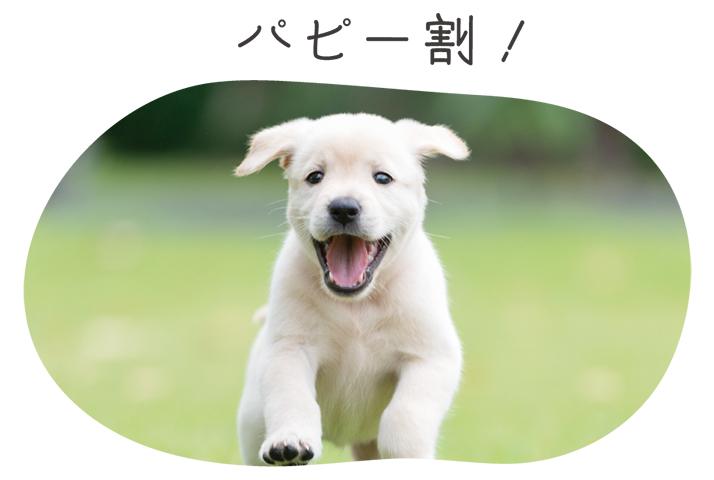 パピー割！