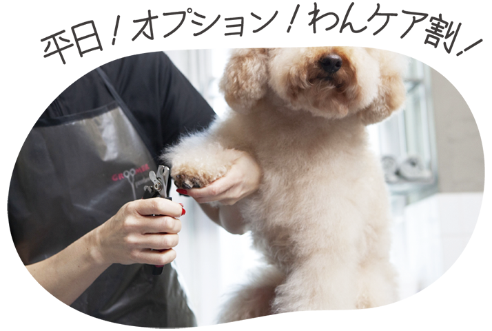 平日！オプション！わんケア割！