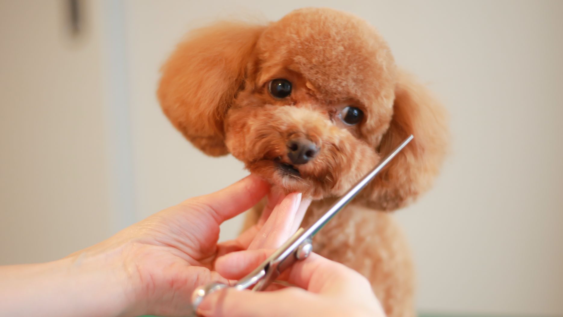 清潔感あるサロンで愛犬ファーストなサービスを